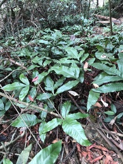 Tectaria harlandii
