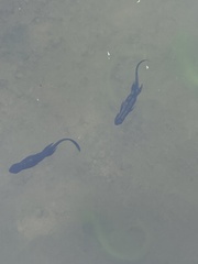 Cynops ensicauda popei