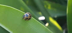 Epilachna paenulata