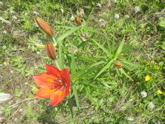 Lilium pensylvanicum