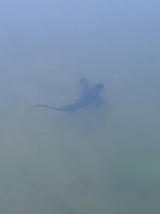 Cynops ensicauda popei