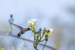 Ipomoea intrapilosa