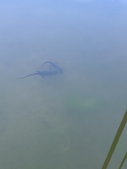 Cynops ensicauda popei