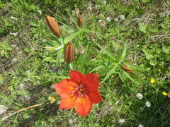 Lilium pensylvanicum