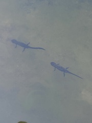 Cynops ensicauda popei