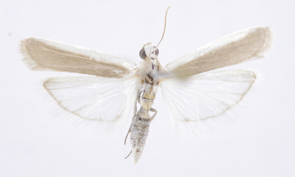 Ancylosis deserticola