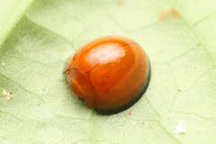 Chilocorus circumdatus