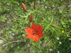 Lilium pensylvanicum