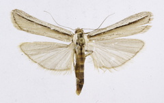 Ancylosis euclastella