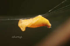 Arachnura