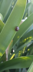 Epilachna paenulata