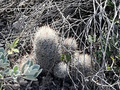 Escobaria emskoetteriana