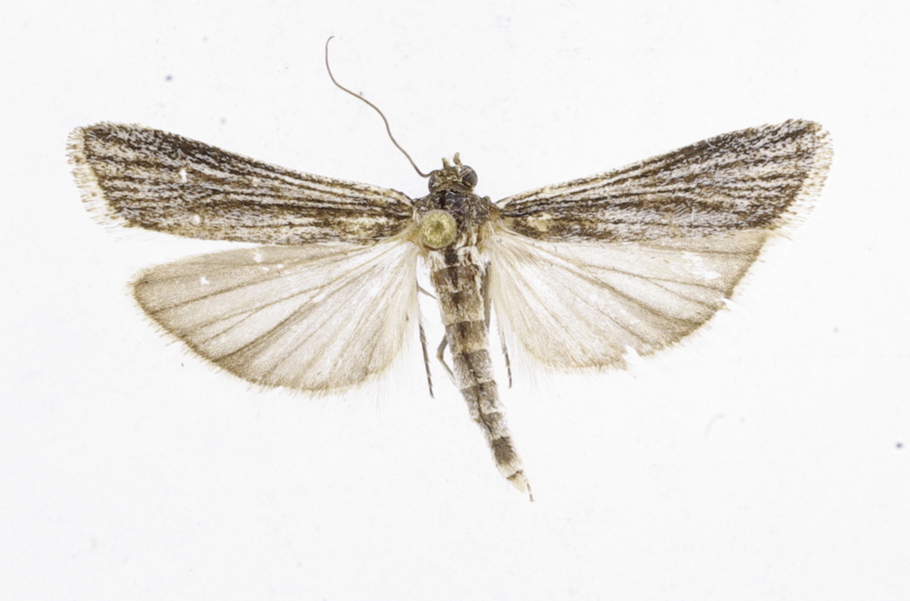 Ancylosis nervosella