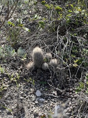 Escobaria emskoetteriana