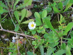 Bellis annua