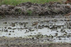 Gallinago