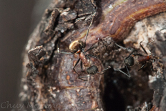 Camponotus rubrithorax