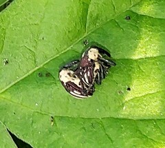 Sternuchopsis fabricii