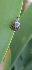 Epilachna paenulata
