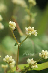 Persicaria chinensis
