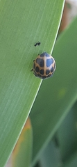 Epilachna paenulata