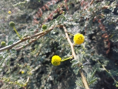 Vachellia nilotica