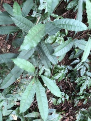 Osmanthus matsumuranus