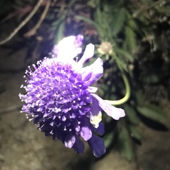 Scabiosa comosa