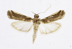 Ancylosis partitella