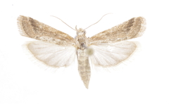 Ancylosis partitella