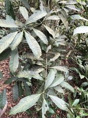Osmanthus matsumuranus