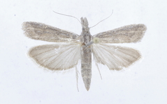 Ancylosis sareptalla