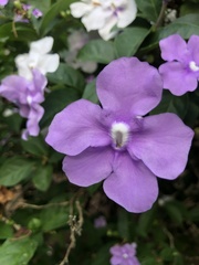 Brunfelsia grandiflora