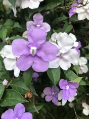 Brunfelsia grandiflora