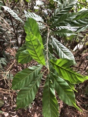 Lithocarpus corneus