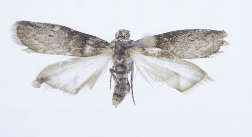 Aphyletes