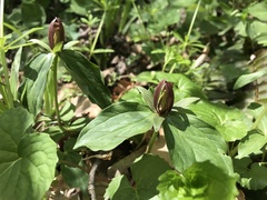 Trillium sessile