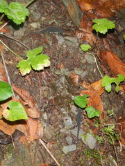 Salamandrina perspicillata