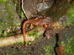 Speleomantes italicus