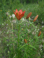 Lilium pensylvanicum