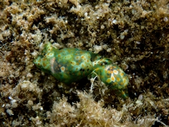 Lamprohaminoea ovalis