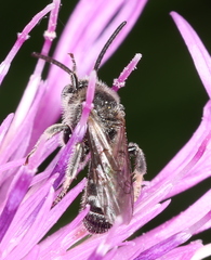 Lasioglossum