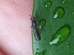 Acalyptratae
