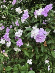Brunfelsia grandiflora