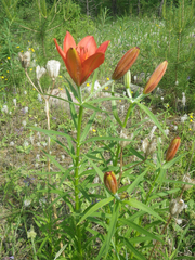 Lilium pensylvanicum
