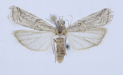Asalebria ferruginella