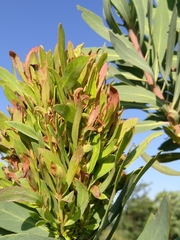 Protea witches broom phytoplasma