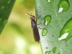 Acalyptratae