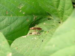 Riptortus linearis