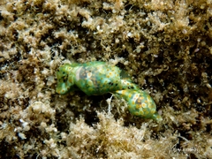 Lamprohaminoea ovalis